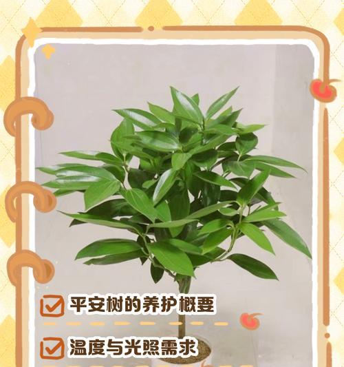 平安树的种植与养护（打造幸福园林，从平安树开始）