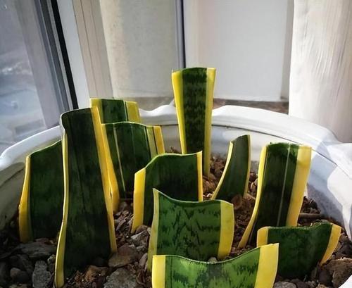 虎皮兰的爆侧芽方法及注意事项（如何让虎皮兰侧芽更多更健康）
