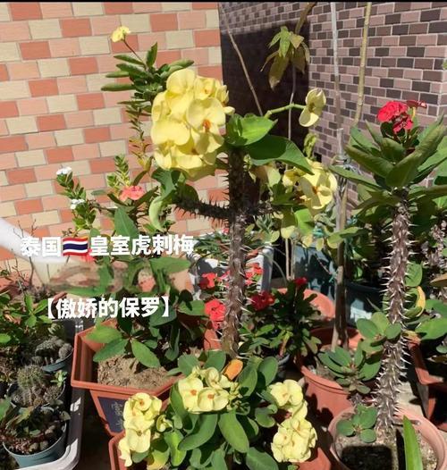虎刺梅叶片发黄原因和处理方法（教你诊断虎刺梅黄叶问题，让你的花园再次盛开）