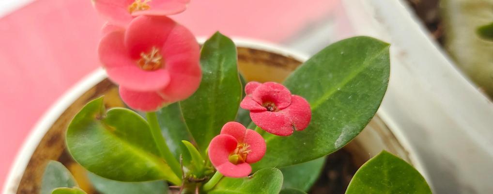 铁海棠，多年生的花卉植物（从生长习性到养护技巧，一一探究）