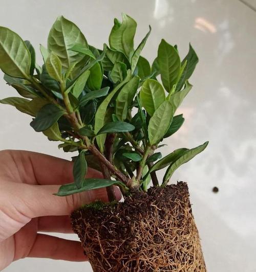 大栀子花一年开几次花？（生命力超强的大栀子花的开花规律和护理技巧）