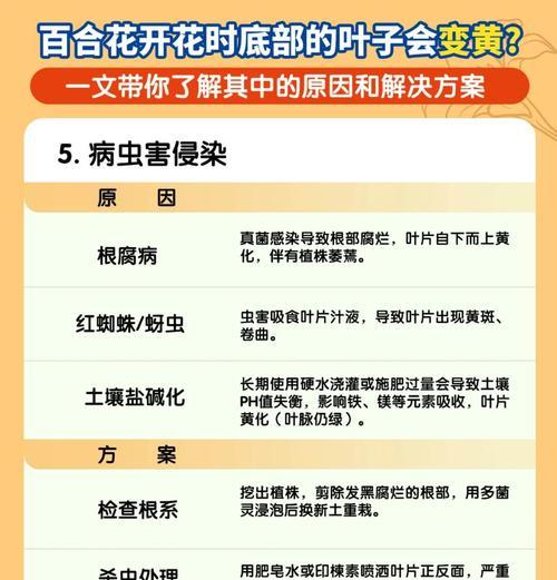 百合叶子发黄干枯的原因和护理方法（解读百合叶子发黄的问题以及如何挽救）