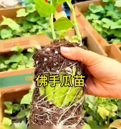 佛手种子种植指南（以佛手种子为主题的种植方法和注意事项）