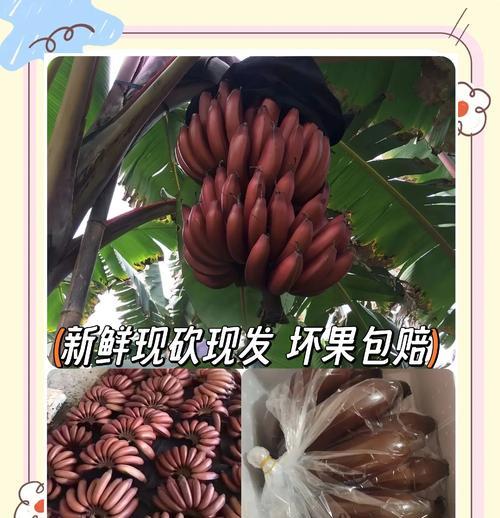 美人蕉养护指南（打造健康繁茂的美人蕉植株）
