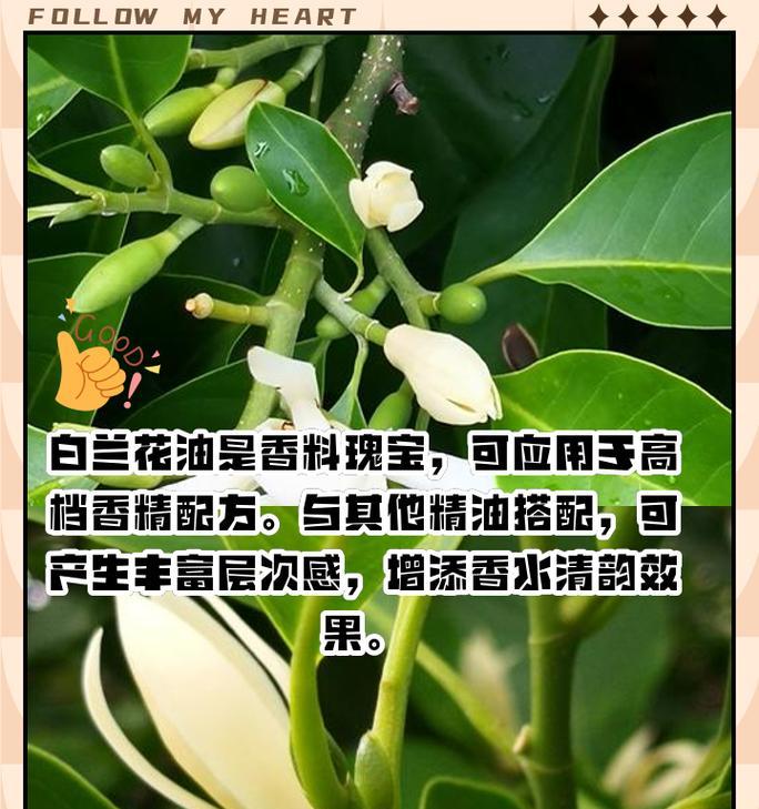 白兰花的种植与养护（掌握白兰花种植技巧，打造美丽花园）