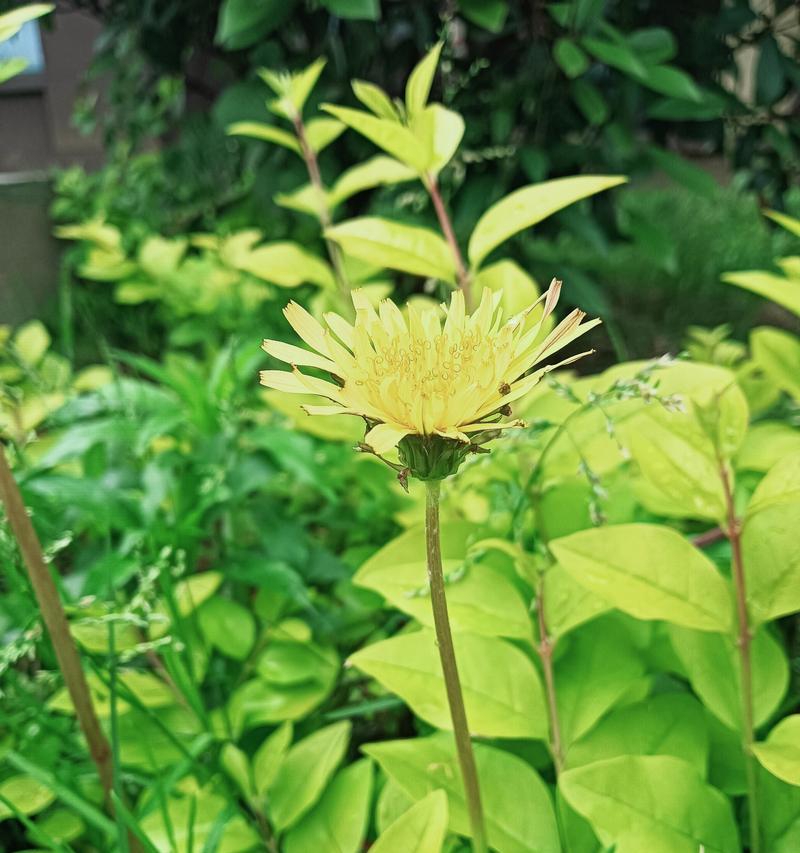 蒲公英是一种多年生植物（多年生蒲公英的生长习性及特点）