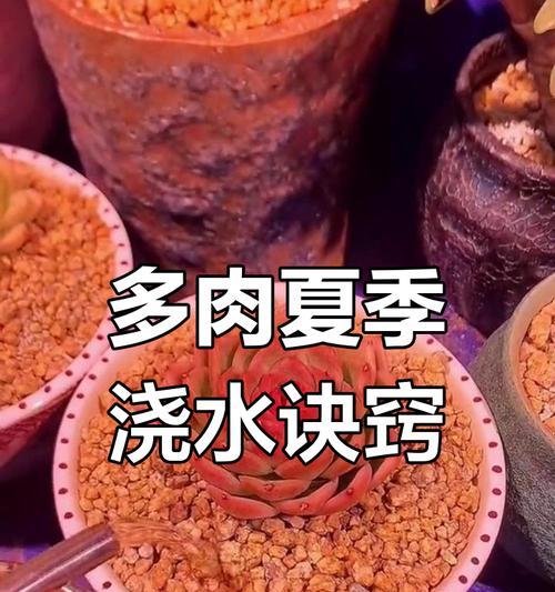 多肉夏季的科学浇水方法（掌握关键技巧，助你打造繁茂多肉园）