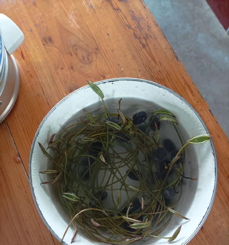 碗莲光长叶不开花的原因及解决方法（探究碗莲光长叶不开花的可能原因，并提供有效的解决方法）