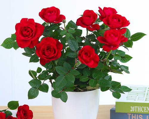 如何合理合盆栽玫瑰花？（关键步骤和技巧让玫瑰花更美丽）