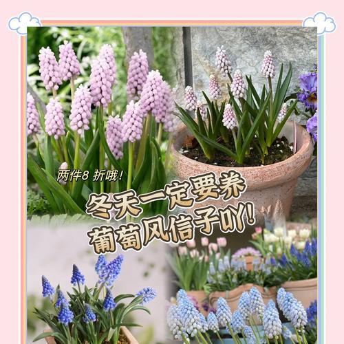 如何正确养护风信子花以延长其寿命（挖掘风信子花败后的潜力，做好养护工作）