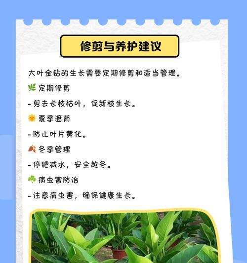 如何判断大叶金钻是否已经死亡？（通过观察叶子颜色和质地变化来识别大叶金钻的生命状态）