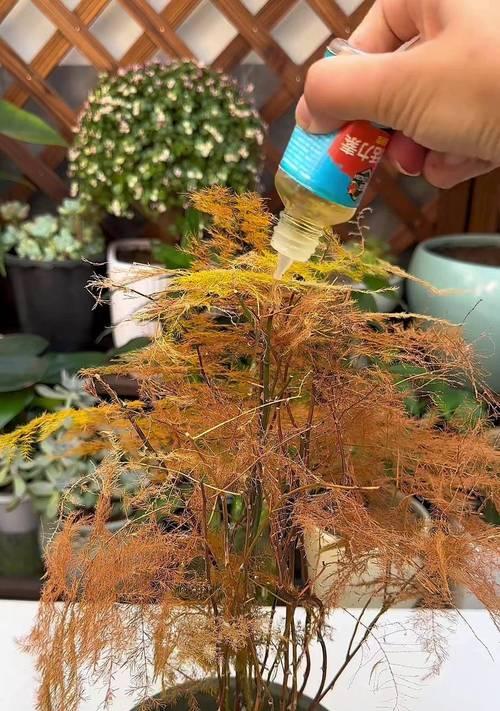 文竹白糖水的独特滋味与营养价值（探索文竹白糖水的传统制作方法及健康益处）