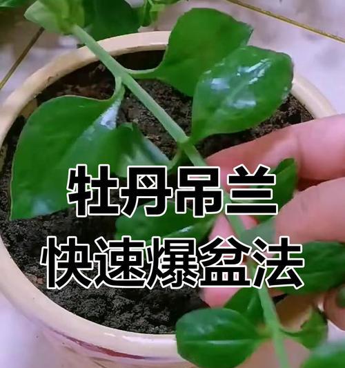 掌握爆盆技巧成功养护吊兰（一棵吊兰开启室内绿意浅析合适的爆盆方法）