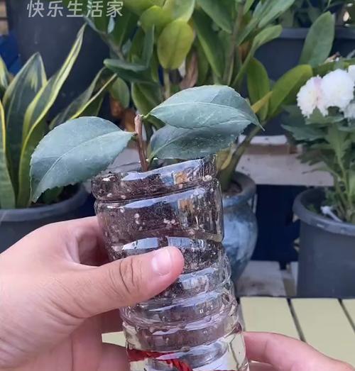 绿植黄了怎么办？教你挽救变黄的绿植（绿植养护的秘诀与技巧，让你的植物重新焕发生机）