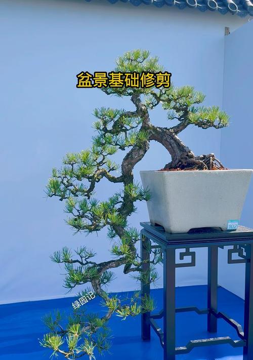 修剪香艾盆景的技巧（打造美丽精致的香艾盆景，关键在于正确的修剪方法）