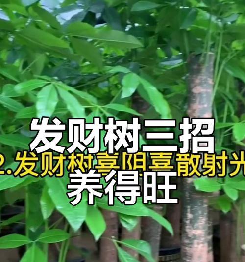 发财树如何培养出健壮根系（掌握关键步骤，让发财树长出强大的根）