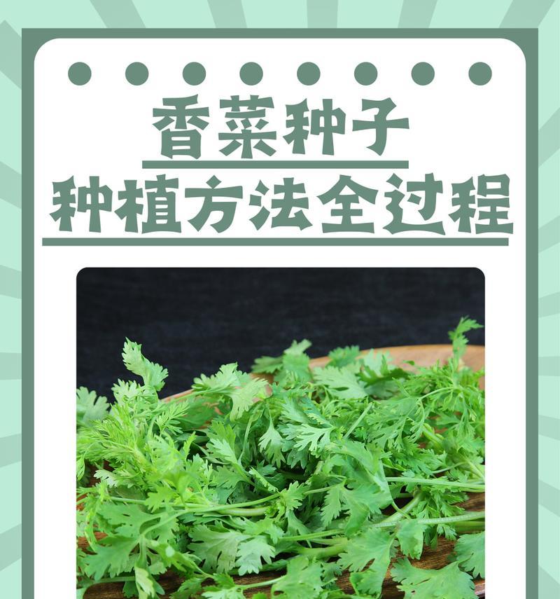 冬天如何种植香菜种子（让你的厨房充满春天的味道！）