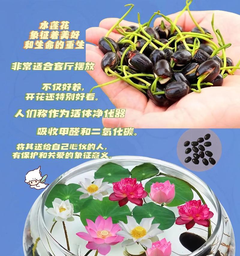 种碗莲土的处理方法（科学养殖碗莲的土壤调理技巧）