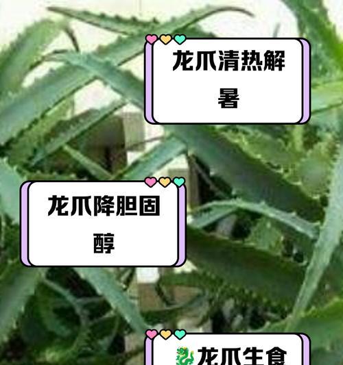 龙爪芦荟根茎的繁殖方法及技巧（以龙爪芦荟根茎长怎么截为主题的繁殖指南）