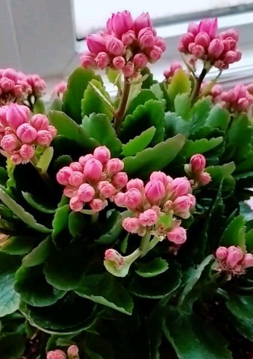长寿花叶子有毒吗？（探究长寿花的毒性与安全性，了解常见误区）