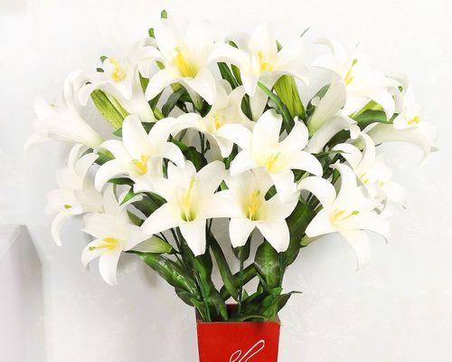 百合花开完花之后的处理方法（保养花朵的关键技巧与注意事项）