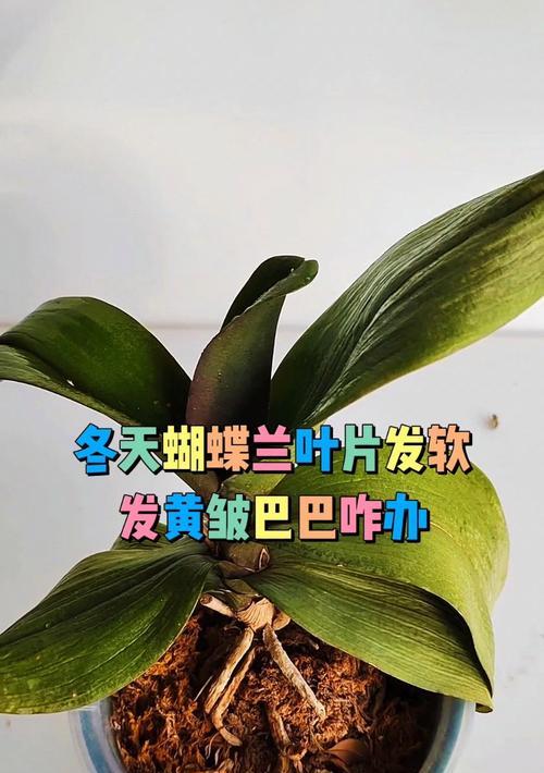 蝴蝶兰底下叶片发软的处理方法（蝴蝶兰底下叶片发软的原因及护理技巧）