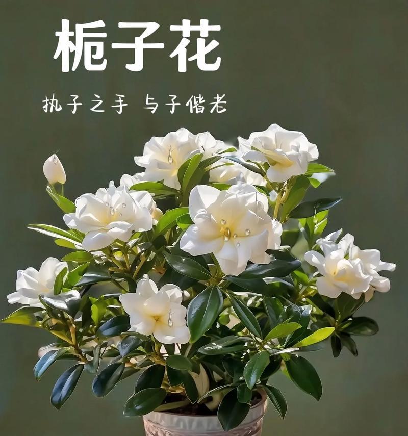 如何种植枝枝花，避免死亡（掌握关键技巧，让枝枝花长久生存）