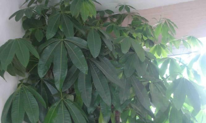 揭秘发财树的分类和特点（探究木本植物的特征和繁殖方式）