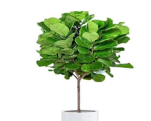 室内大型好养植物，不容错过的几款！（为你的家增添生机与活力）