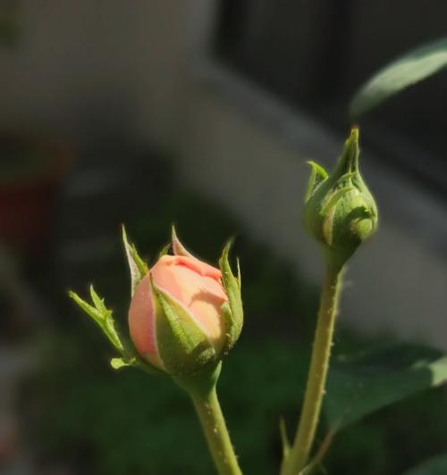 揭秘瑞典女王的花期（了解女王花期，畅游瑞典花海）