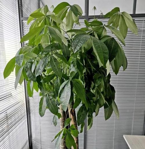 喜阳还是喜阴，揭秘柿子树的光合特性（探究柿子树的生态习性与繁衍之道）