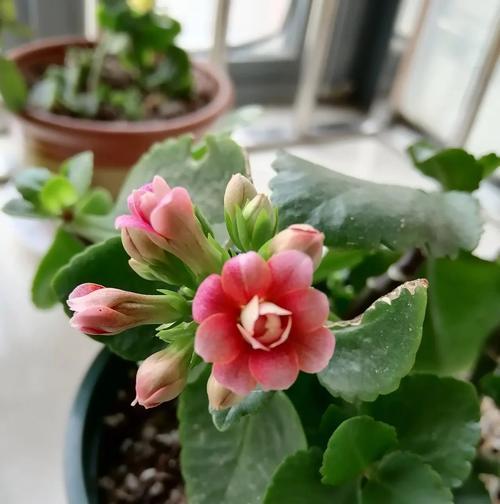 长寿花叶子卷卷的原因及处理方法（揭秘长寿花叶子卷卷背后的秘密，帮你解决困扰）