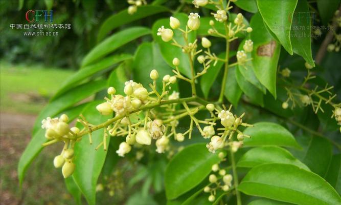 人面子树的种植与护理技巧（打造独特庭院景观，如何种植人面子树）