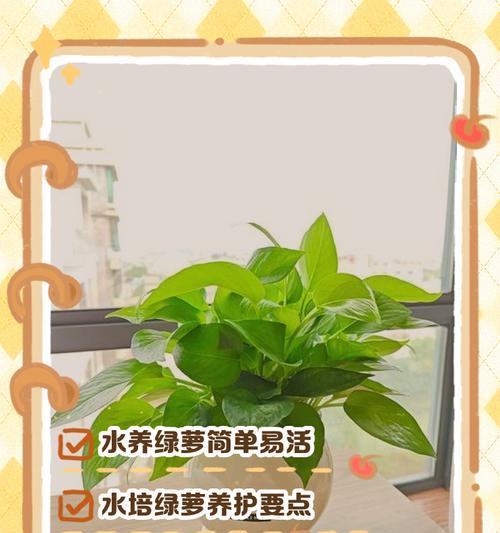 探秘以水培绿萝的成功之道（解锁绿植水培新技巧，打造健康绿萝家园）