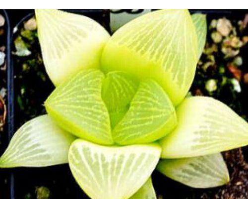 掌握玉露侧芽的砍剪技巧（提升茶叶品质的关键步骤及技巧）