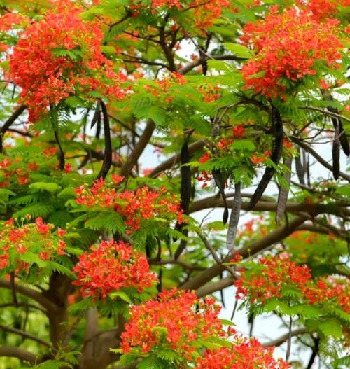 凤凰花花语及其寓意（揭秘凤凰花的15种花语，这一种让人动容！）