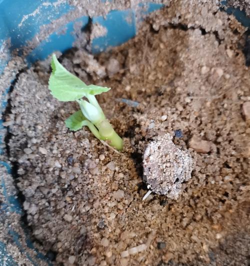 如何处理花盆里结成块的土（解决花盆土壤结块问题的有效方法）