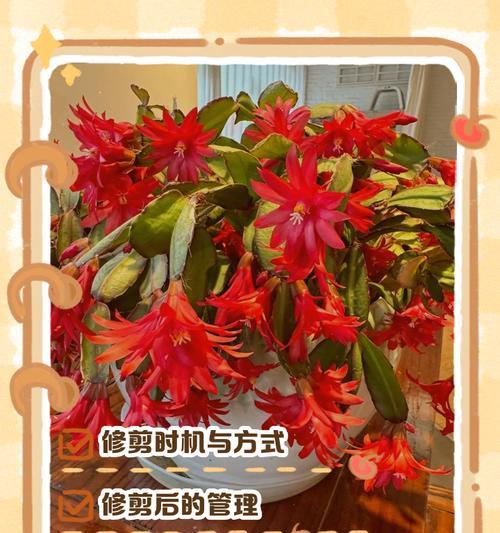 蟹爪莲冬季管理的要点（掌握关键技巧助力蟹爪莲健康过冬）