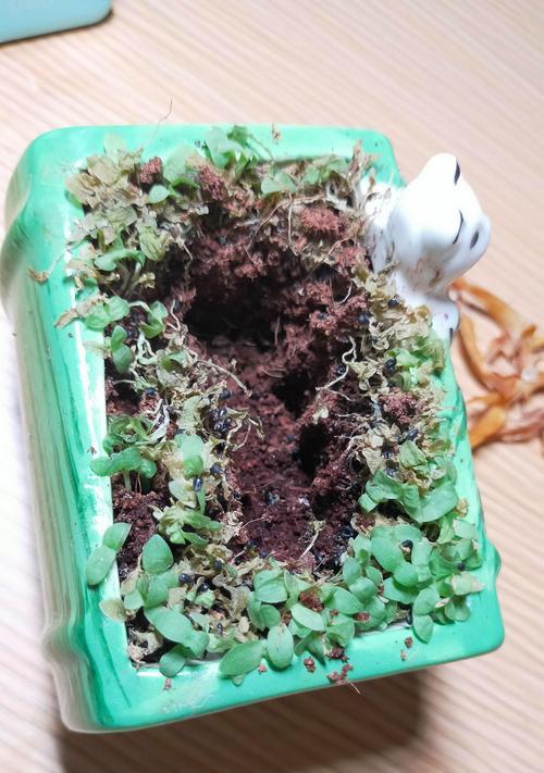 转运竹的头为何枯萎了？（揭开转运竹头枯萎之谜，了解养护要点）