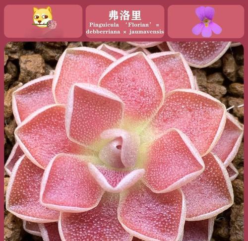 以爱丝捕虫堇怎么养？掌握关键技巧，让其健康茁壮！（爱丝捕虫堇养护指南，打造独特花园景观）