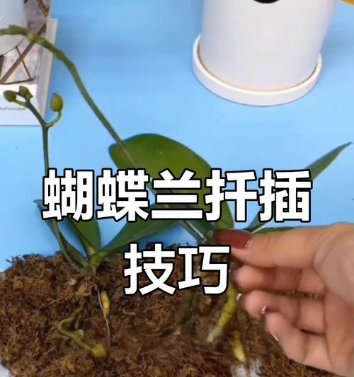 蝴蝶兰繁殖技巧与方法（打造美丽的蝴蝶兰花园）