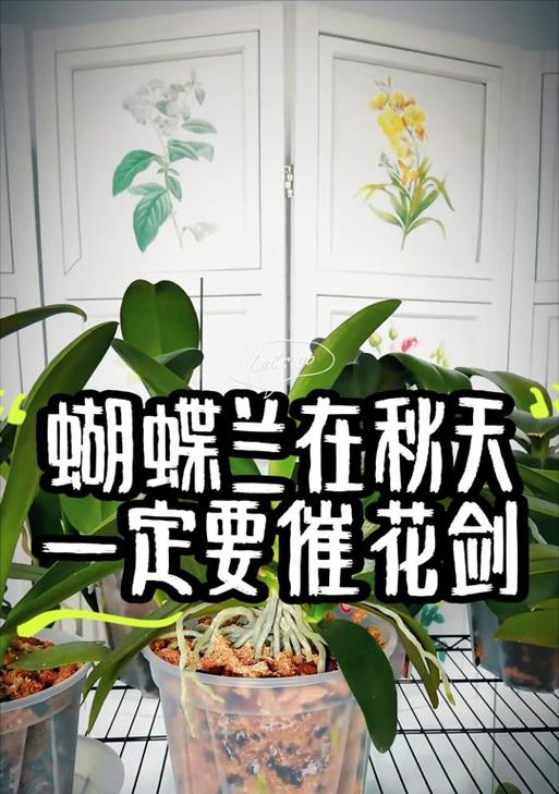 培育蝴蝶兰多个花剑的技巧（让蝴蝶兰绽放更多花剑的方法与经验）