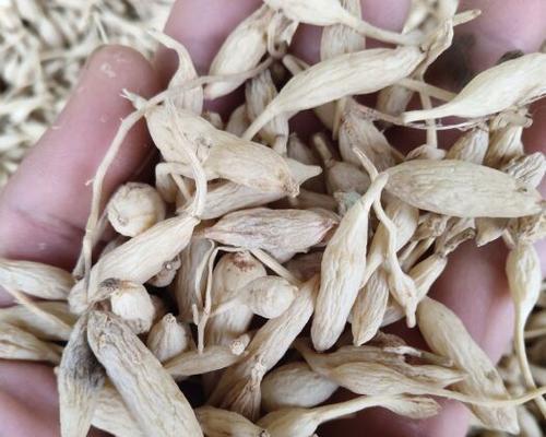 麦冬的根形态及特点（探究麦冬根的形态与用途）