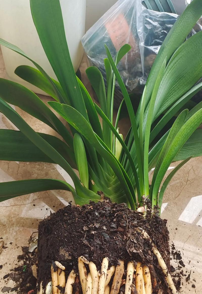 在家种植君子兰的土配方及技巧（打造营养丰富的土壤，让君子兰健康茁壮生长）