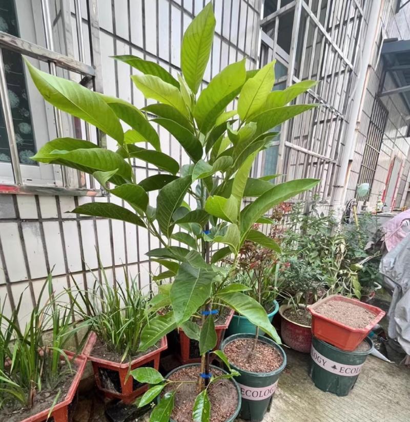 白玉兰盆栽的冬季养护指南（让你的白玉兰安全度过寒冷的冬天）