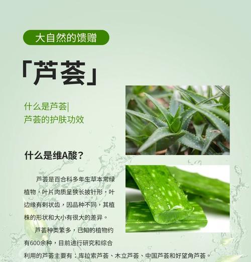 全面了解芦荟的养殖方法和注意事项（打造健康芦荟生产基地，关注芦荟生长与管理）