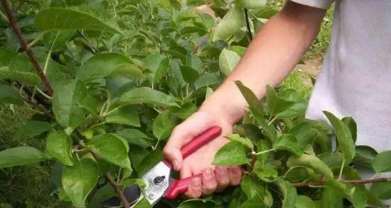 如何正确剪枝苹果树的枝条（掌握剪枝技巧，提升苹果树生长和果实质量）