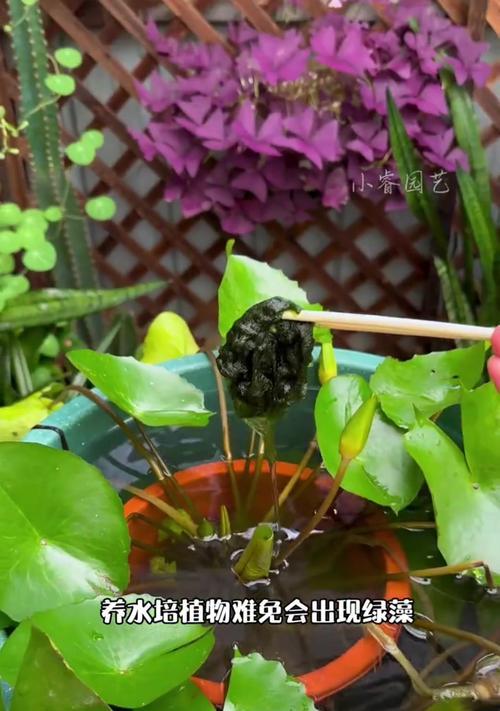 水培植物易倒解决办法（保证水培植物稳定生长，预防倒伏情况发生）