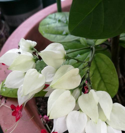 龙吐珠繁殖方法与注意事项（掌握关键技巧轻松养殖）