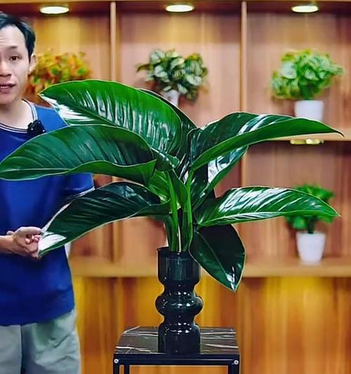 修剪大叶金钻叶片的技巧（如何合理修剪大叶金钻叶片大小）